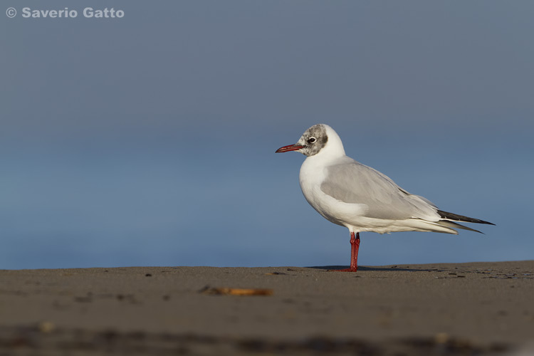 Black-headed Gull