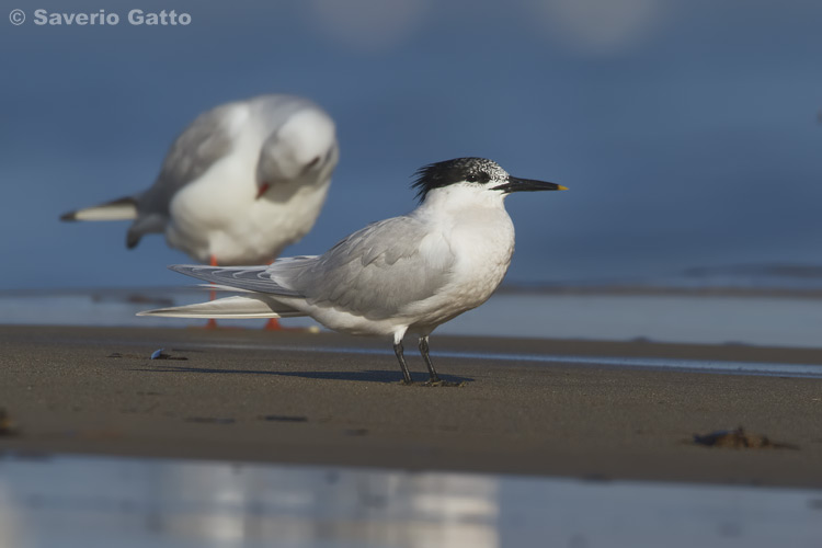 Sandwich Tern