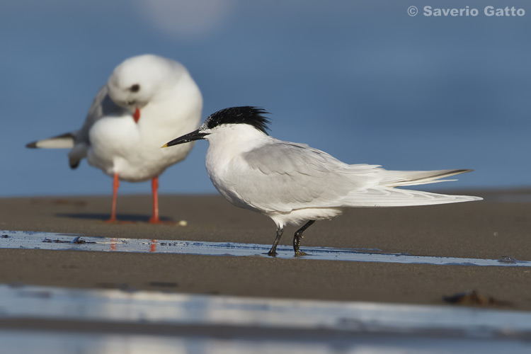 Sandwich Tern