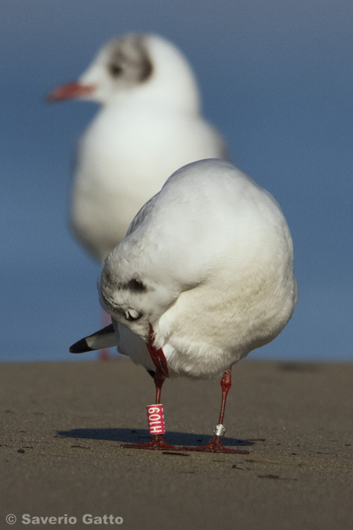 Black-headed Gull