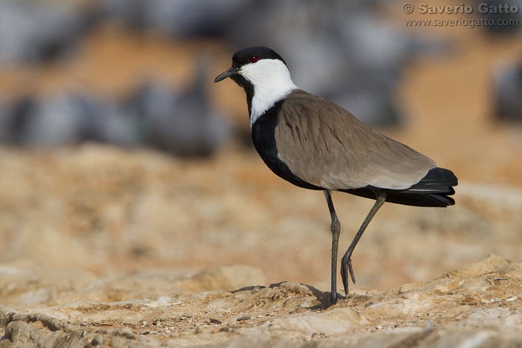 Spur-winged Lapwing