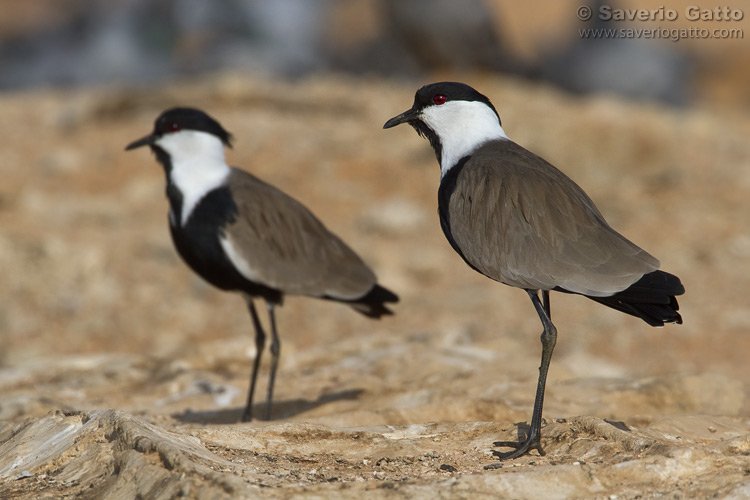 Spur-winged Lapwing