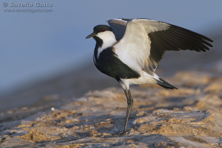 Spur-winged Lapwing