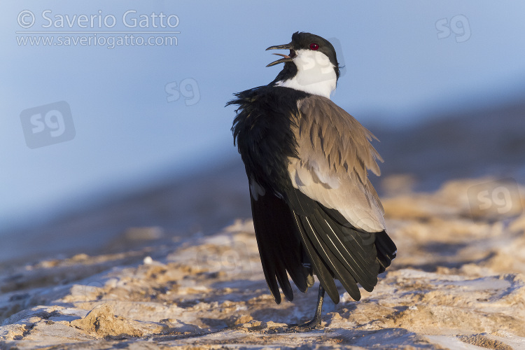 Spur-winged Lapwing