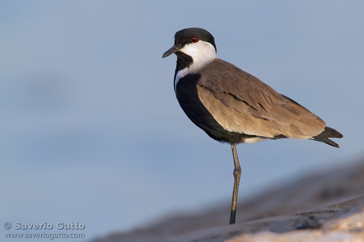 Spur-winged Lapwing