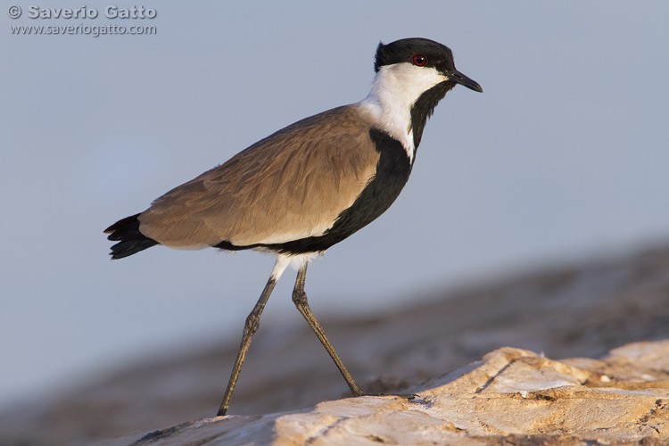 Spur-winged Lapwing