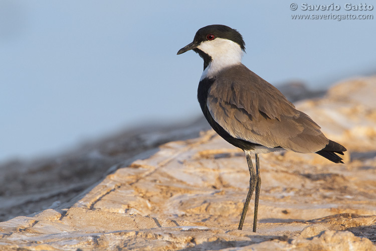 Spur-winged Lapwing