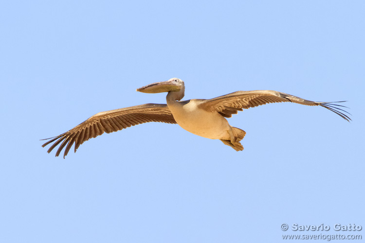 Great White Pelican