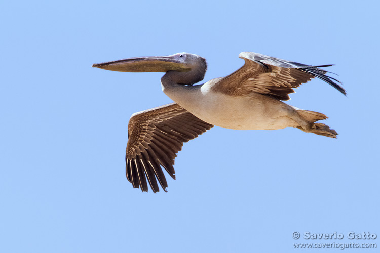 Great White Pelican