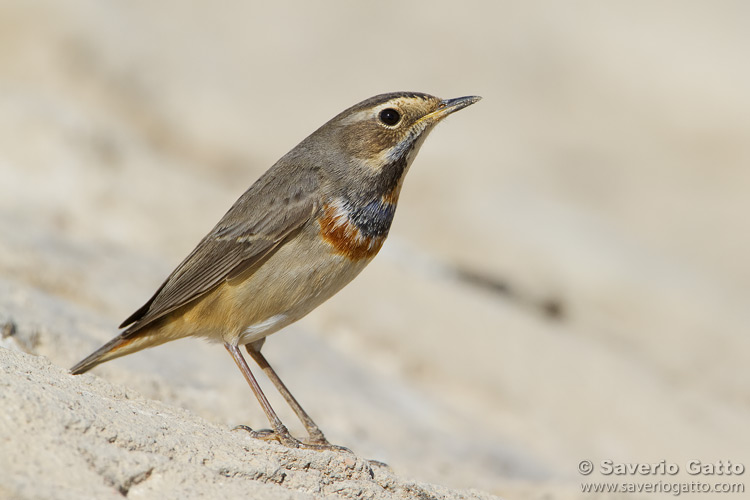 Bluethroat