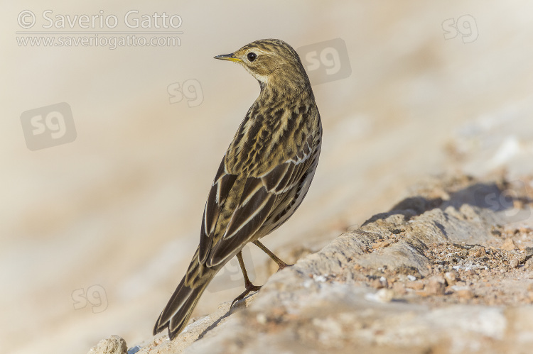 Red-throated Pipit