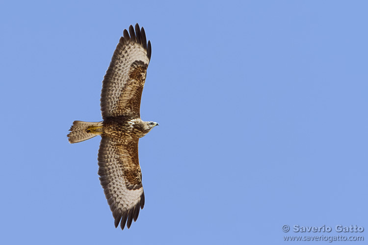 Steppe Buzzard