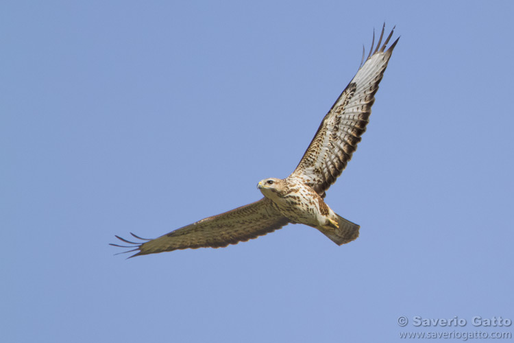 Steppe Buzzard