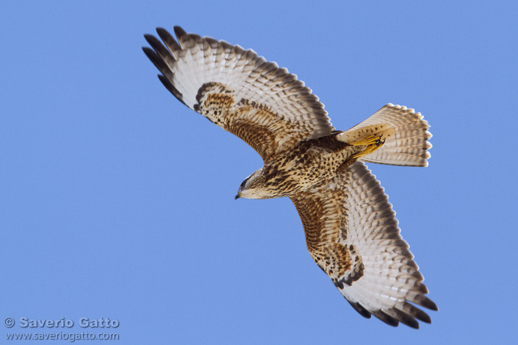 Steppe Buzzard