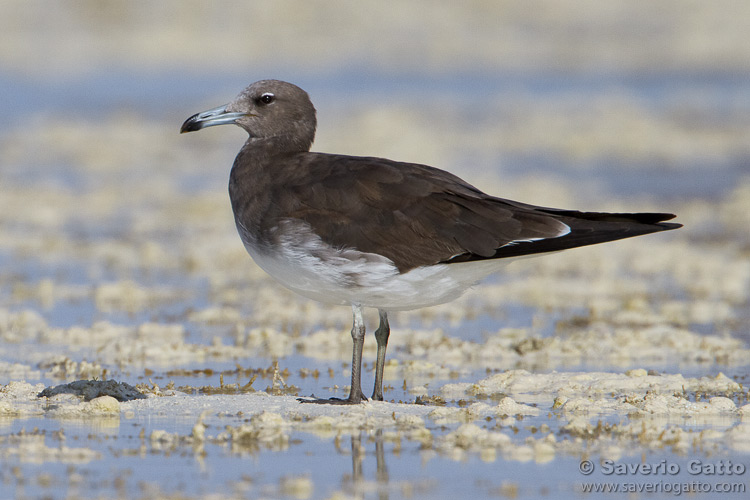 Sooty Gull