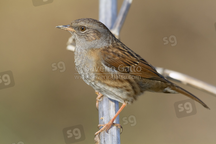 Dunnock