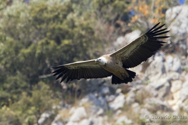 Griffon Vulture