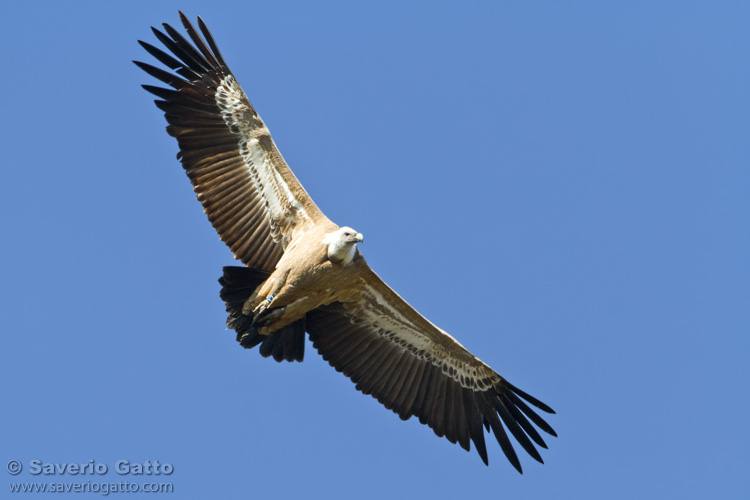 Griffon Vulture