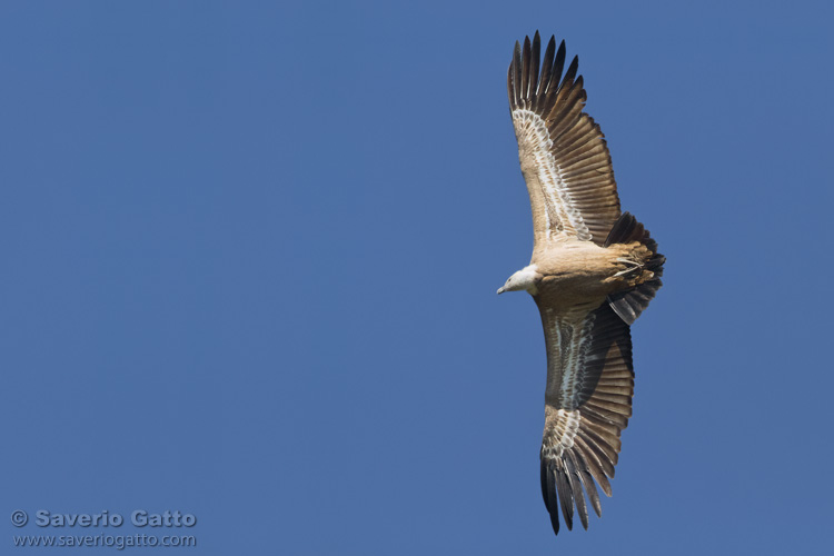 Griffon Vulture