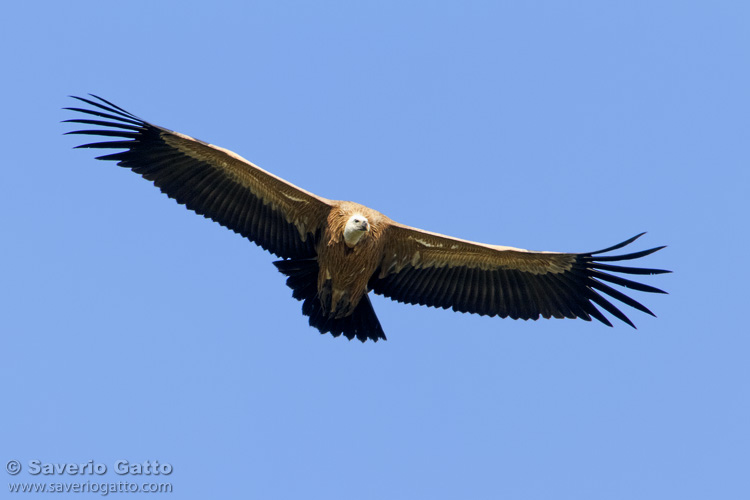 Griffon Vulture