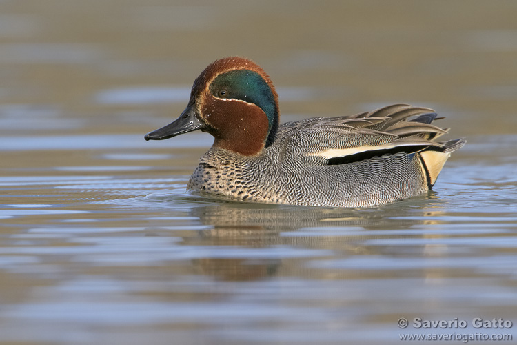 Eurasian Teal