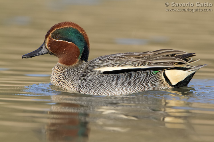 Eurasian Teal