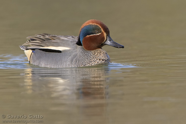 Eurasian Teal