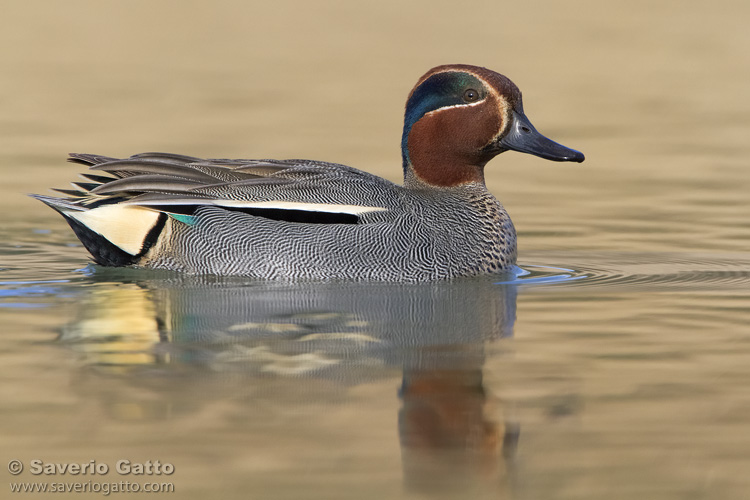 Eurasian Teal