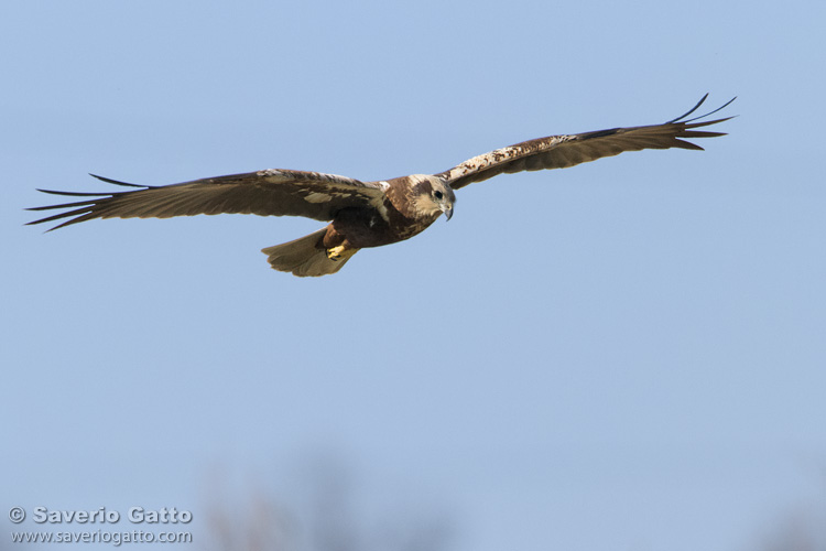 Marsh Harrier