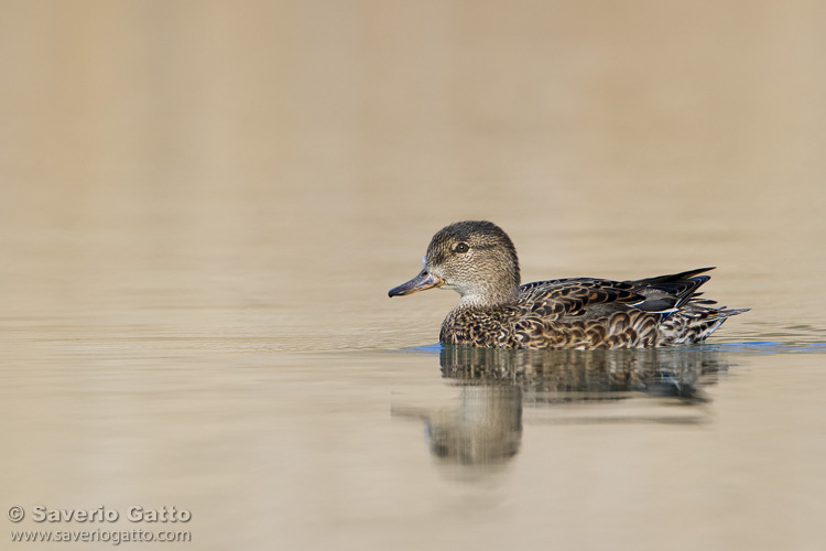 Eurasian Teal