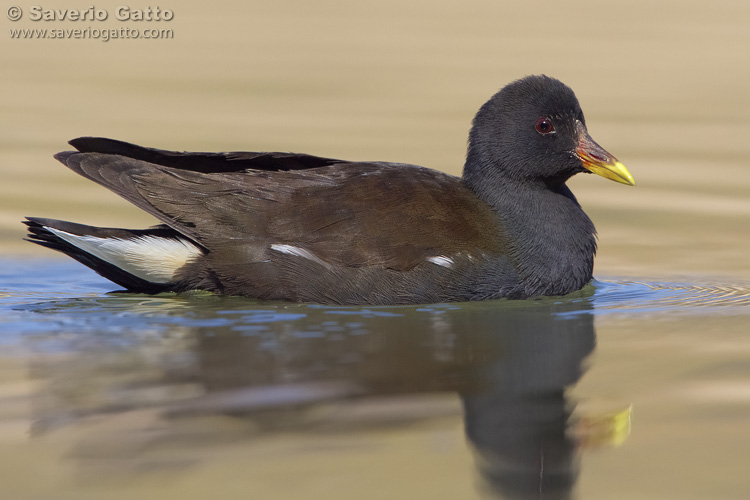 Gallinella d'acqua