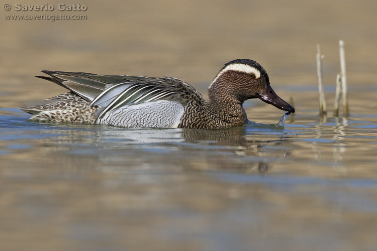 Garganey