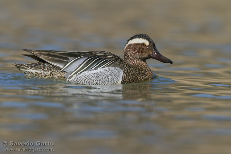 Garganey