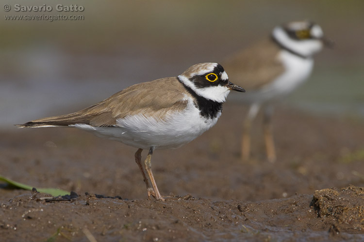 Little Ringed Plover