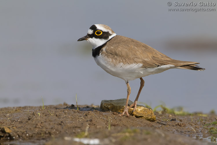 Little Ringed Plover