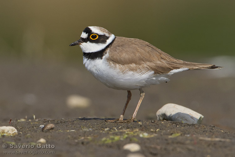 Little Ringed Plover