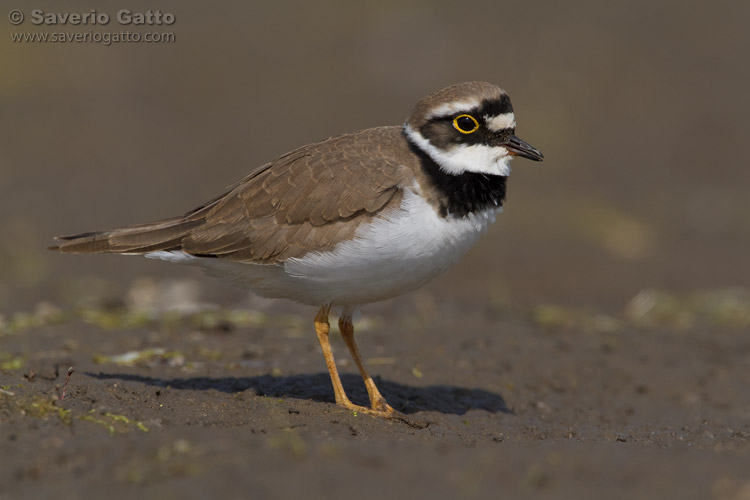 Little Ringed Plover