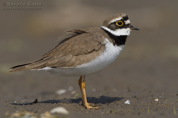 Little Ringed Plover