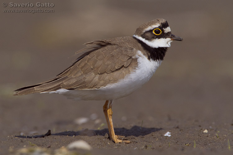 Little Ringed Plover