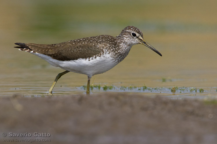 Green Sandpiper