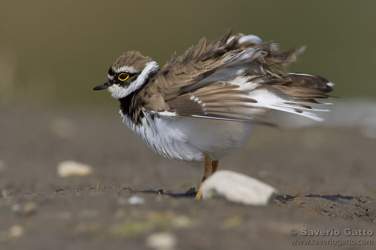 Little Ringed Plover