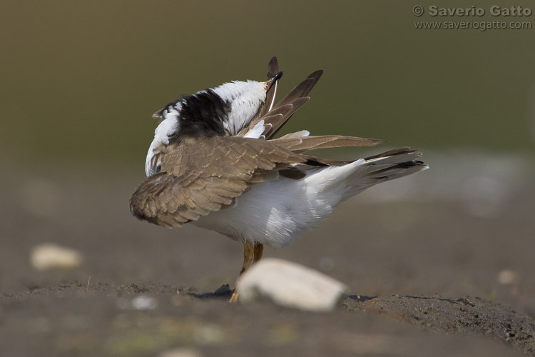 Little Ringed Plover