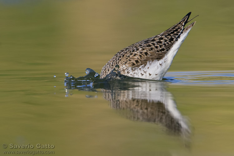 Marsh Sandpiper