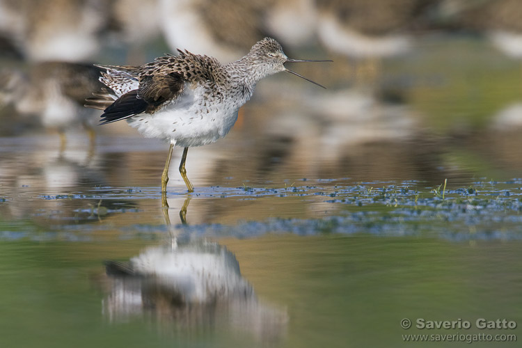 Marsh Sandpiper