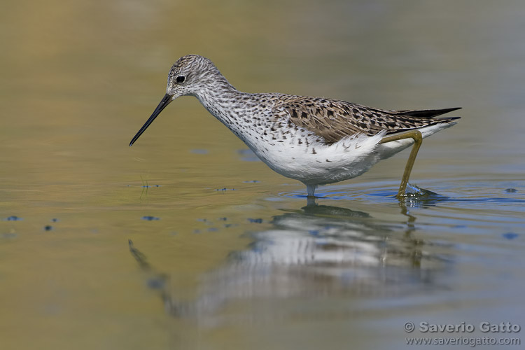 Marsh Sandpiper