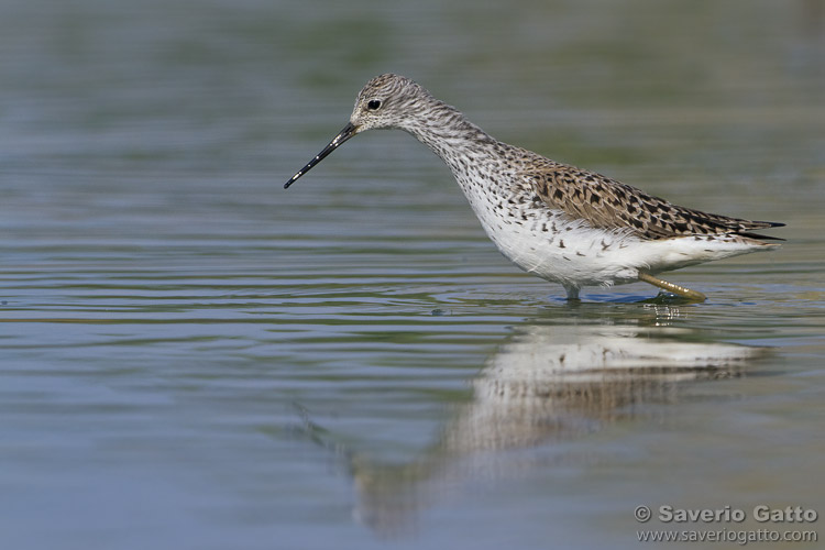 Marsh Sandpiper