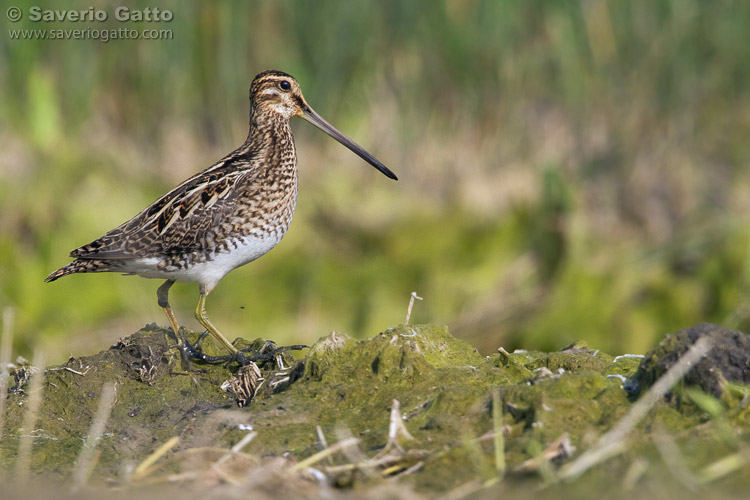 Common Snipe