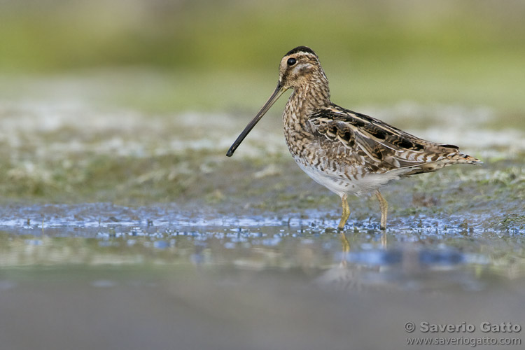 Common Snipe