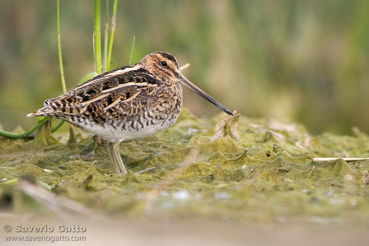 Common Snipe