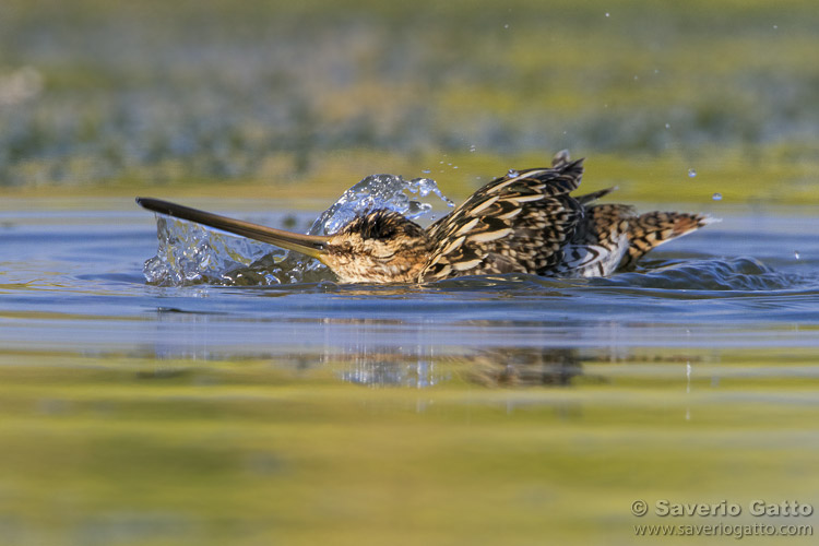 Common Snipe